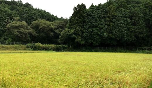 今日のいいこと　2021/08/17～雨の散歩