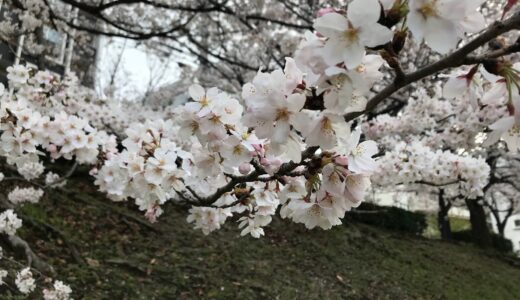 今日のいいこと　2022/03/27～桜の季節