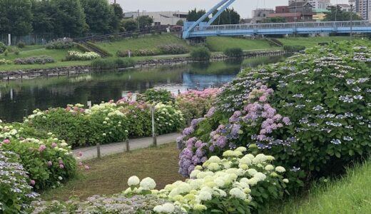 今日のいいこと　2024/06/07～紫陽花の道