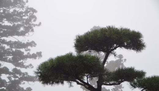 今日のいいこと　2025/10/02～雨の中