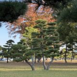 今日のいいこと　2025/11/18～こころの対話