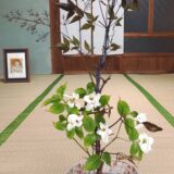 今日のいいこと　2025/11/08～テレビデビュー？