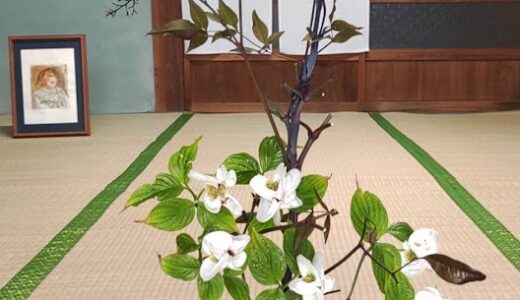 今日のいいこと　2025/11/08～テレビデビュー？