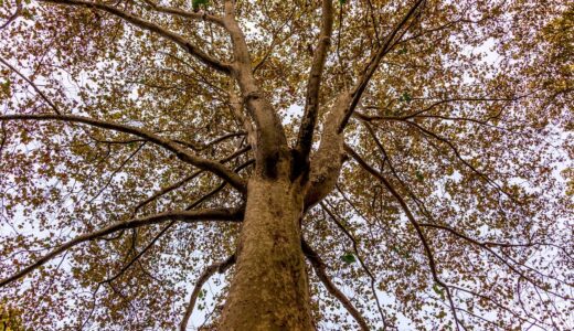 今日のいいこと　2025/12/10～持ちつ持たれつ