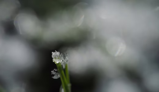 今日のいいこと　2026/01/08～珍しい朝