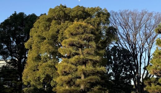 今日のいいこと　2026/01/09～音のない朝