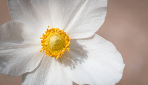 今日のいいこと　2026/01/26～束の間の主役