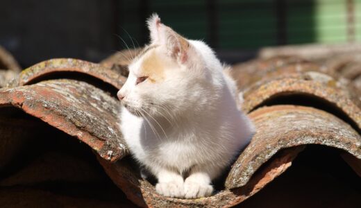 今日のいいこと　2026/03/05～何とかなるさ