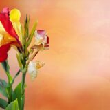 今日のいいこと　2026/04/25～もうすぐ