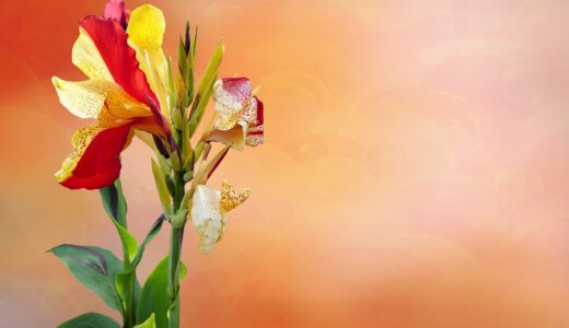 今日のいいこと　2026/04/25～もうすぐ